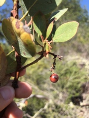 Arctostaphylos rainbowensis