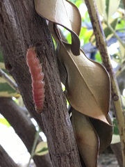 Litoprosopus coachella