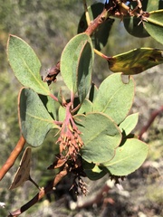 Arctostaphylos rainbowensis