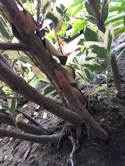 Litoprosopus coachella