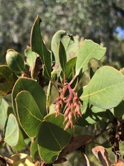 Arctostaphylos rainbowensis