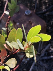Arctostaphylos rainbowensis