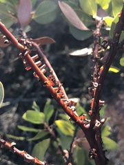 Arctostaphylos rainbowensis