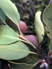 Arctostaphylos rainbowensis