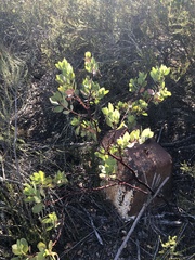 Arctostaphylos rainbowensis