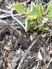 Arctostaphylos rainbowensis