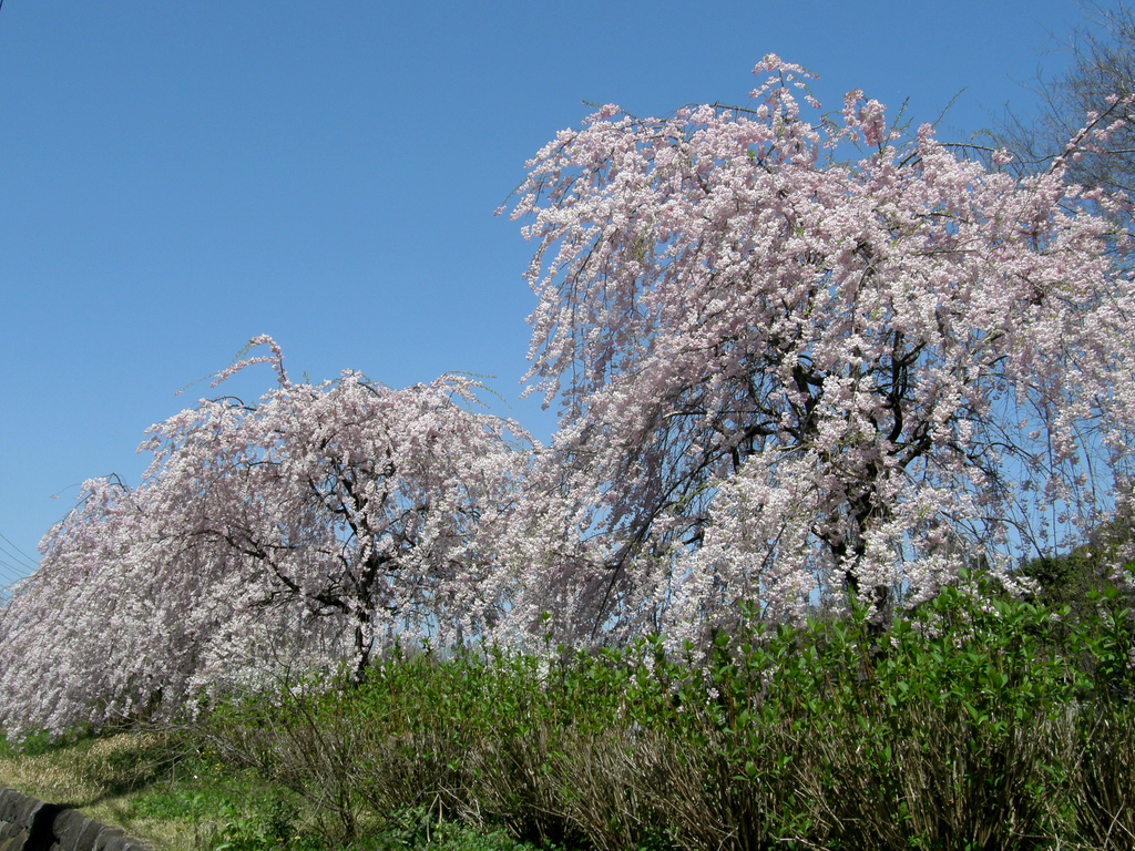 Weeping Cherry