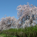 Prunus pendula - Photo (c) Nemo's great uncle, algunos derechos reservados (CC BY-NC-SA)