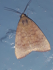 Maurilia