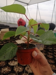 Euphorbia pulcherrima