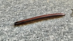 Ommatoiulus sabulosus