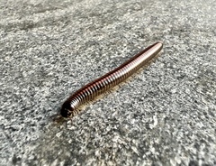 Ommatoiulus sabulosus
