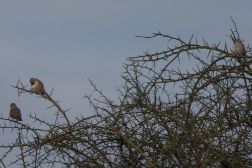 African Grey Flycatcher (Bradornis microrhynchus), photo 9