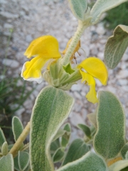 Phlomis fruticosa