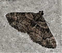Eucymatoge peplodes