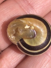 Cepaea nemoralis