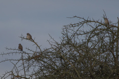 Bradornis microrhynchus