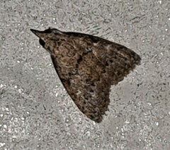Nola desmotes