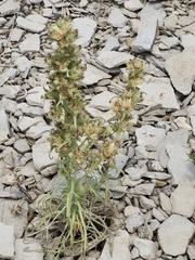 Ipomopsis spicata spicata
