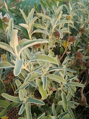 Phlomis fruticosa