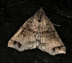 Lithilaria proestans