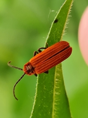 Lopheros rubens
