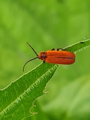 Lopheros rubens