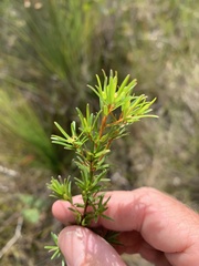 Pseudanthus orientalis