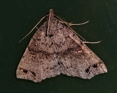 Lithilaria proestans