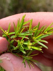 Pseudanthus orientalis