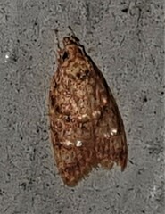 Lophopepla asteropa