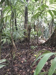 Astrocaryum mexicanum