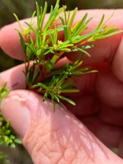 Pseudanthus orientalis