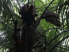 Astrocaryum mexicanum