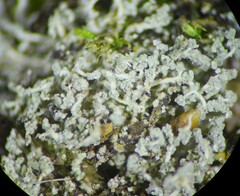 Leprocaulon americanum