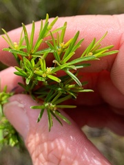 Pseudanthus orientalis