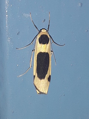 Thysanoptyx