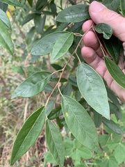 Planchonella myrsinoides