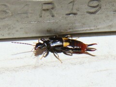 Marava arachidis