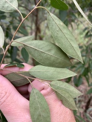 Planchonella myrsinoides