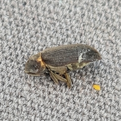 Hadrobregmus pertinax