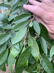 Planchonella myrsinoides