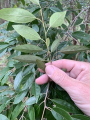 Planchonella myrsinoides