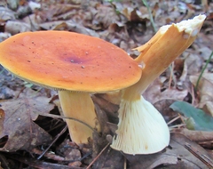Lactarius volemus image