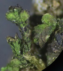 Frullania catalinae