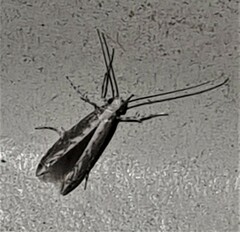 Epicephala albistriatella