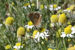 Aricia agestis