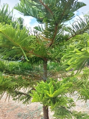 Araucaria
