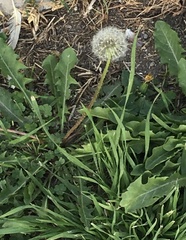 Taraxacum officinale