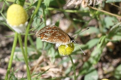Aricia agestis